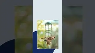 How to DIY a Bird Friendly Habitat #dealmakertim #home #realestate