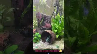 После перестановки и уборки #fish #aquarium #my_first_vlog #аквариум