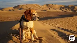 A Great Beagle Life - Memorial to Angie