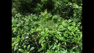 Growing Loquat trees in the North Pacific
