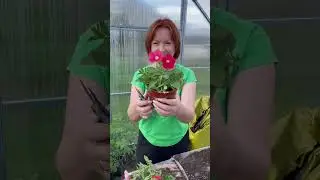 Petunia ball