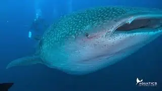 Day 3: Darwin Island- A diver's dream site!