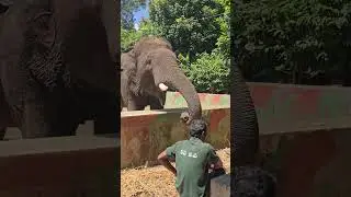 Dubare Elephant Camp Visit
