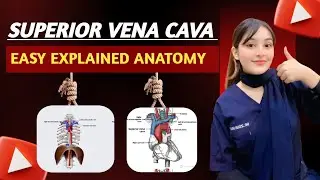 Superior vena cava/superior vena cava anatomy