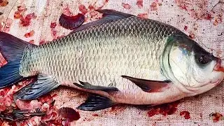 Amazing Live Katla Carp Fish Cutting Skills In Bangladesh | Big Fish Cutting Skills