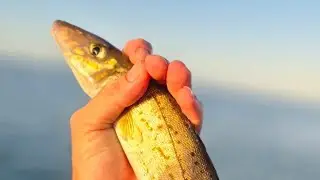 &ldquo;KING GEORGE WHITING TACTICS THAT ACTUALLY WORK! (PPB Secrets Revealed)&rdquo;