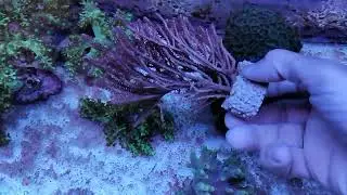 Gorgonia fotosintetica XL Coral gandalf