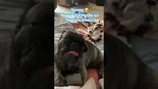 Maggie licking the air for more treats! 😋#pug #dog #love #viral #cute #puglover #fyp #ahorts #funny