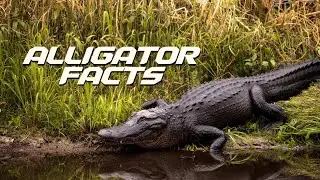 Learn Alligator Facts : Surprising Truths About These Deadly Predators