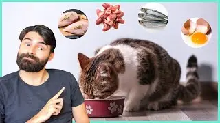 SUPERALIMENTOS Que Na Verdade São ADEQUADOS Para Os Gatos