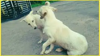 Dog baby 🐕 funny moments ❤️@Animal76 .