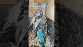 How to Breed Holland Budgies Tips & Tricks #shorts #ytshorts
