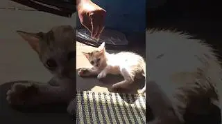 cute cat 🐈😺 play time #cute #cat #love #song #playtime #catlovers #catvideo #shortsvideo #catshorts