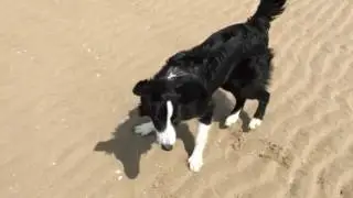 A Dog, a Ball & a Demo Tape