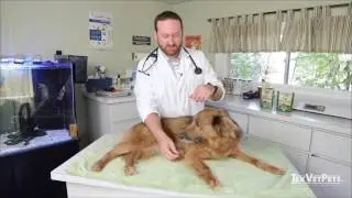 How To Give Your Dog Medication