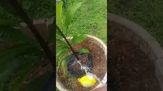 Fruit tree updates and hand watering