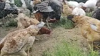 TRATANDO DAS GALINHAS DA ANGOLA, GALO GIGANTE, PERU CAIPIRA, MINI GARNIZ&Eacute; E MUITA GALINHA CAIPIRA