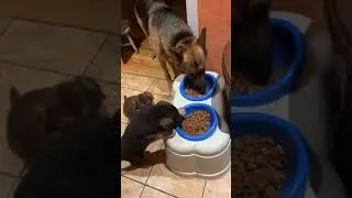 trying big dog food and loving it