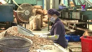 Cashew nut exports to thrive in year end months
