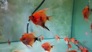 Scalaire red devil