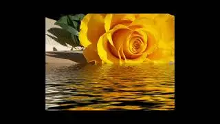 Good morning with yellow roses
