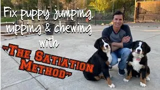A secret weapon in your war against jumping, nipping and chewing