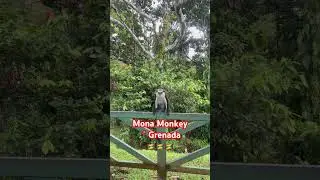Mona Monkey - Grenada 🇬🇩 #monamonley #grenada #animals  #travelshorts #fyp
