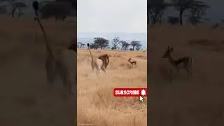 lion and deer while shooting the simba movie#simba#mufasa#mufasamovie #edit#lion#deer#deerhunting