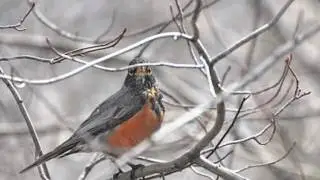 Weather Wisdom: Can animals predict weather?
