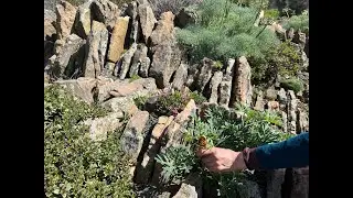 Crevice Garden Build