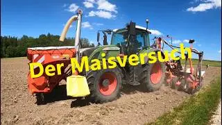 Meistermais und Gesundheitsupdate