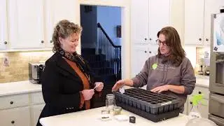 How to germinate wildflower seeds.