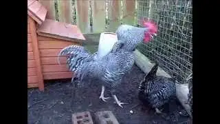 No Crow Collar on Cockerel