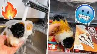TIPS to help guinea pigs survive the SUMMER ☀️