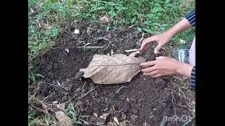 Praktikum Biologi Tanah | Pendugaan Populas Makrofauna Tanah dengan Metode Pitfall Trip