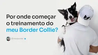 Por onde começar o treinamento do meu Border Collie