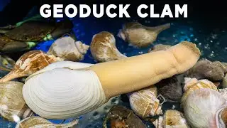 Geoduck Clam
