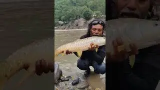 Releasing Golden Mahseer back to its home #fishing #mancing #pesca #goldenmahseer #mahseer