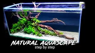 tutorial seting Natural Aquascape Anubias kayu rasamala #aquascape #aquarium #plantedtank #fishtank