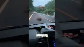 Why did the bear even want to cross the road? I