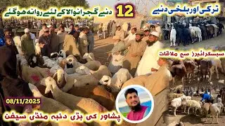 Dumba Mandi Peshawar New Updates 08/11/2025 Zero Size Turkey Balkhi Dumba Subscriber Ka soda Izhar 