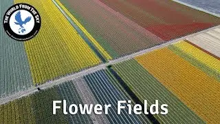 Flowerfields in the Netherlands from the sky