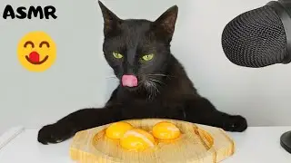 Cat eating Egg Yolk ASMR