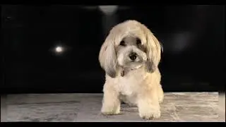 Animals Relax video|| Cute Animals video || Baby Animals video || Animals Deep sleep  video