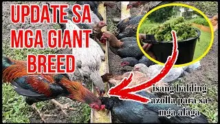 UPDATE SA GIANT BREED||DECEMBER PAIRING PARA SA JANUARY NA PASISIW