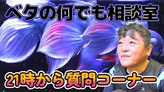久武けいしの徒然草　ベタの何でも相談室　2025年1月14日