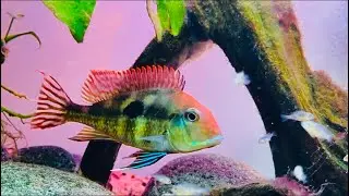 BEST FATHER GEOPHAGUS BREEDİNG MOMENTS 🎬🎬