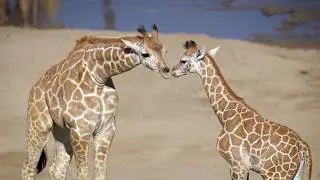Two Gangly Giraffe Calves Born