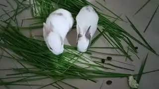baby bunnies first time eating grass | 16 days old baby rabbit trying hard to eat