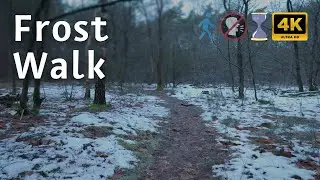 1 Hour Winter Forest Walk | Snowy Ambience & Nature Sounds (No Talking)